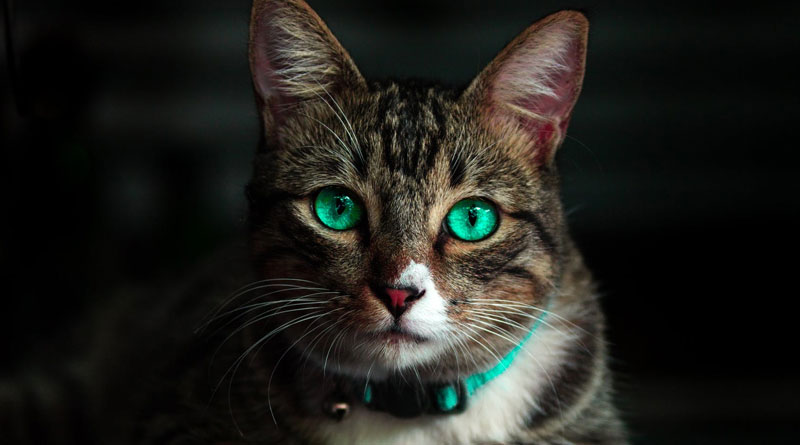 Cat Lost Her Ears — So The Shelter Made Her A New Pair